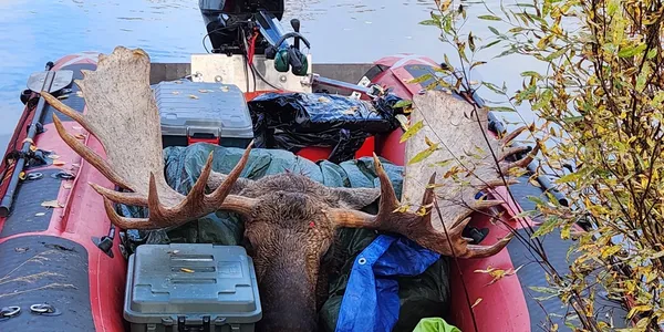 A large deer laying on top of some stuff.